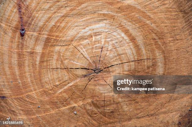 Tree Slicer Example 109 Log Slice Stock Photos, High-Res Pictures, and Images - Getty Images