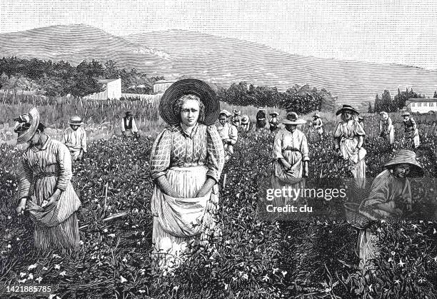 flower harvest in grasse, france - jasmine flower stock illustrations