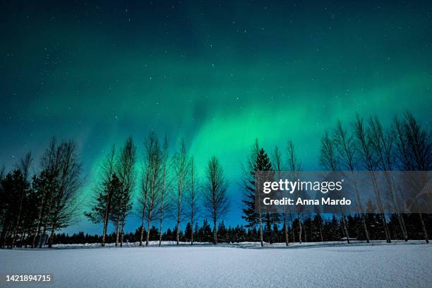 green northern lights behind trees at the night sky. - inari finland stock pictures, royalty-free photos & images