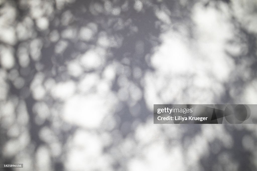 Shadows from different plants on the textured stone wall.