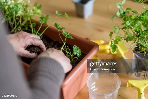 mature adult woman planting parsley - parsley stock-fotos und bilder