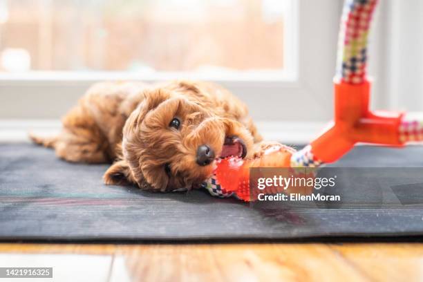 welpe kaut auf spielzeug - dog with a bone stock-fotos und bilder