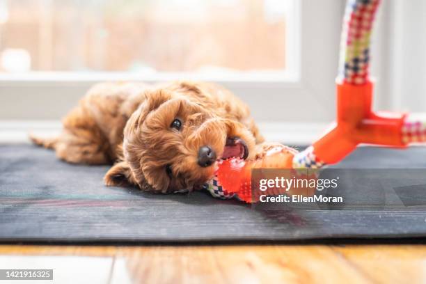 puppy chewing on toy - morder imagens e fotografias de stock