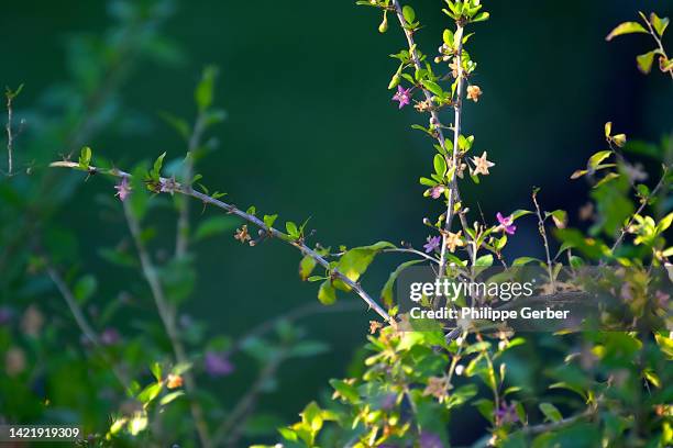 gojiberry plant - bocksdornfrucht stock-fotos und bilder