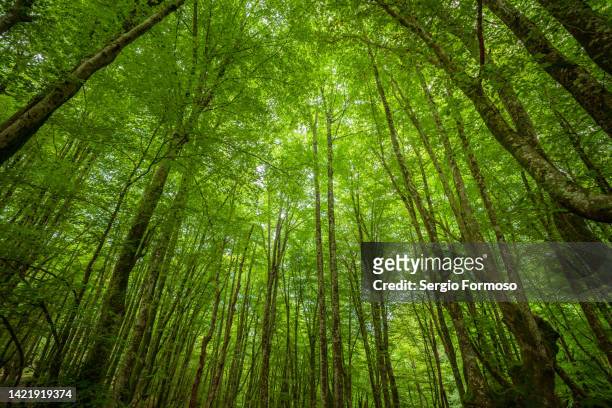 dense forest landscape in spain - green wood photos et images de collection