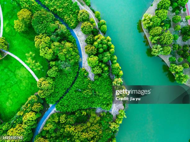 drone shooting, trees and grass in wetland park. jiangyin city, jiangsu province, china. - jiangsu province stock pictures, royalty-free photos & images