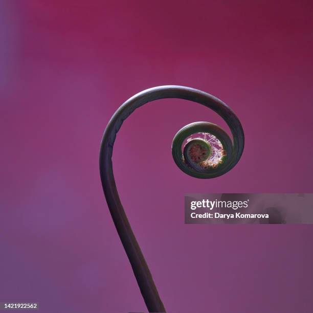 unusual uluhe fern stems on purple and pink background in the studio in square composition. the spiral of the golden section in nature. a plant for the decoration of bouquets. - composition stock pictures, royalty-free photos & images