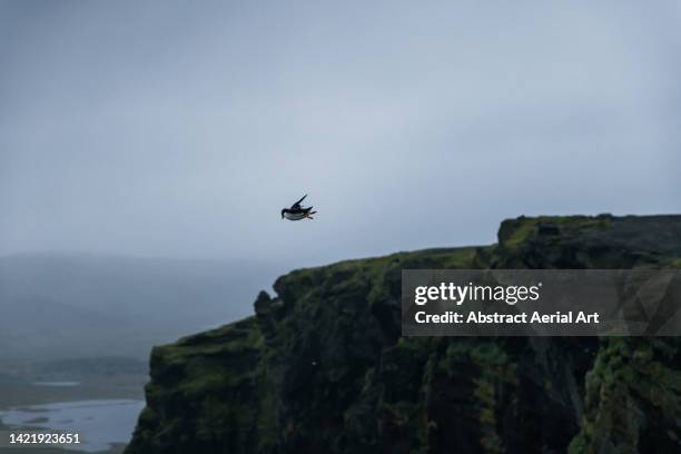 north atlantic puffing taking off from a cliff, dyrhólaey peninsula, vík, iceland - atlantic puffin stock pictures, royalty-free photos & images