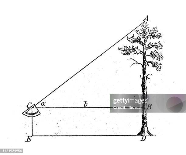 Geodesy Tree 1,744 Tree Diagram Stock Photos, High-Res Pictures, and Images - Getty ...