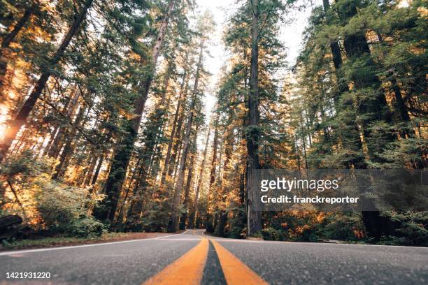 redwood forest on the road - coast redwood stock pictures, royalty-free photos & images