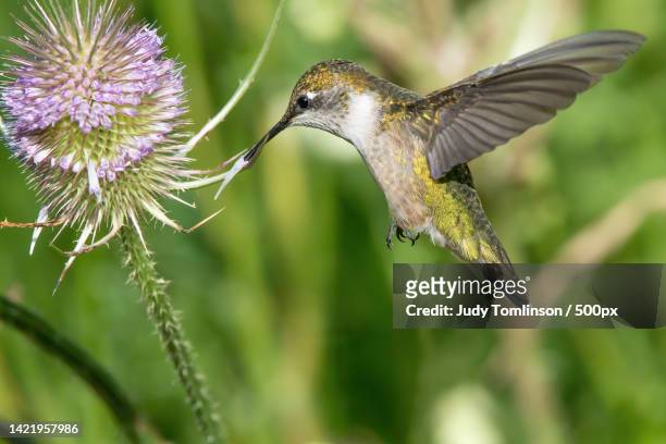 close-up of hummingbird flying by flower - ruby throated hummingbird stock pictures, royalty-free photos & images