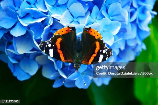 close-up of butterfly pollinating on blue flower,poland - vanessa atalanta stock pictures, royalty-free photos & images