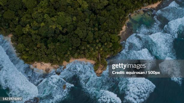 aerial view of trees by sea,punta manzanillo,costa rica - costa rica aerial stock pictures, royalty-free photos & images