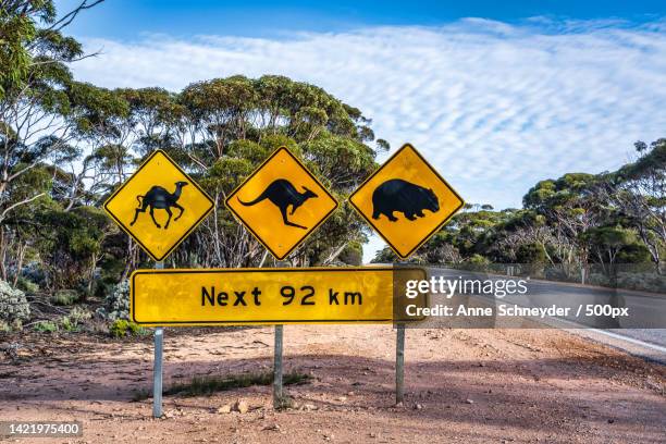 close-up of road sign against trees,nullarbor,south australia,australia - australian wildlife stock pictures, royalty-free photos & images