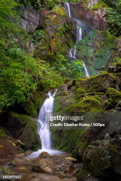 scenic view of waterfall in forest,vitosha,sofia,bulgaria - sofia bildbanksfoton och bilder