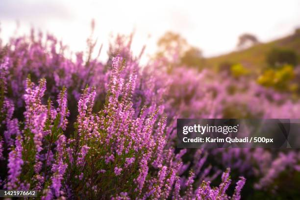 purple pink heather in bloom ginkel heath ede in the denmark,silkeborg,denmark - heather stock pictures, royalty-free photos & images