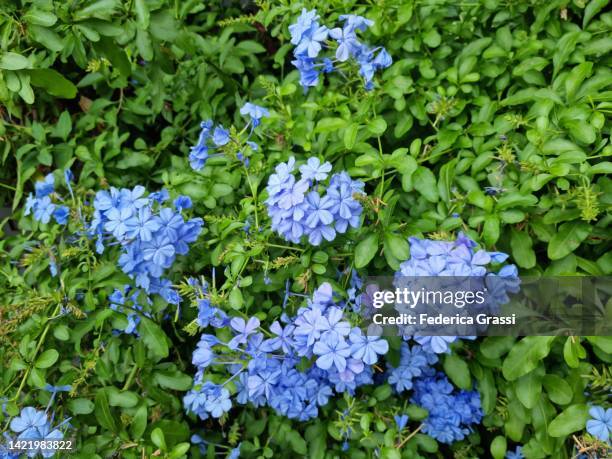 cape leadwort (plumbago auriculata lam.) flowering on the shore of lake maggiore - plumbago stock pictures, royalty-free photos & images