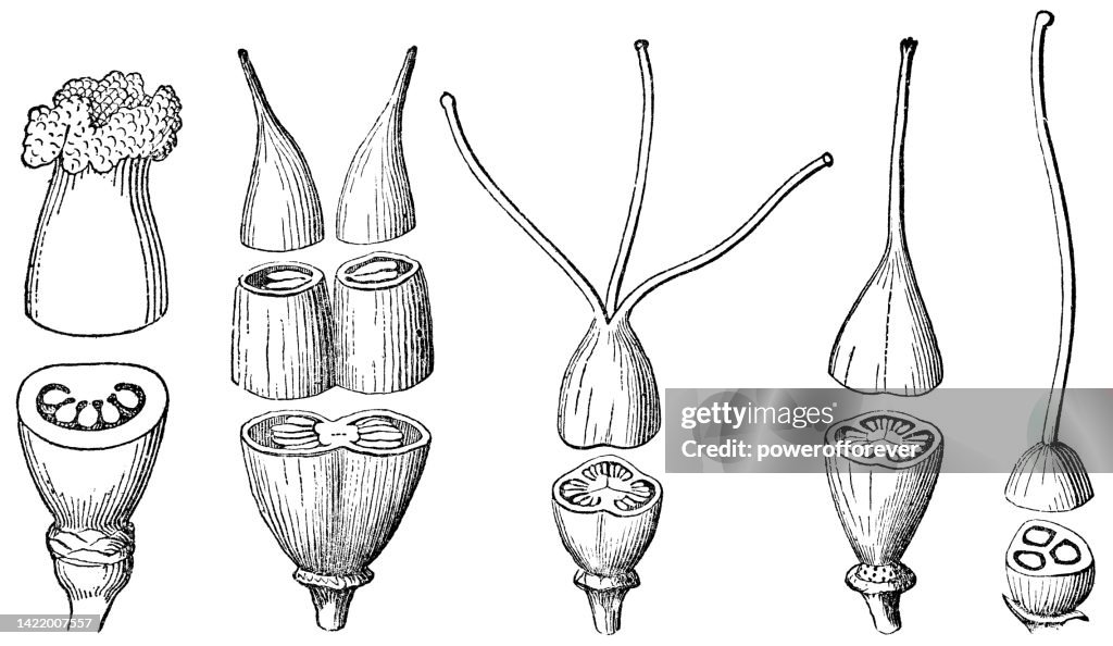 Various Different Types of Pistils, Cross Section Cutaway Diagrams - 19th Century