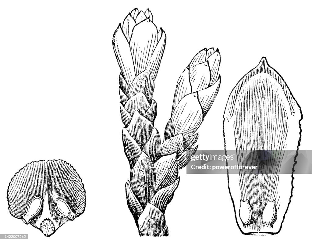 Escala de semilla de cono de pino de alerce (Larix), cono de árbol arborvitae americano (Thuja occidentalis) y escala de semilla - Siglo 19