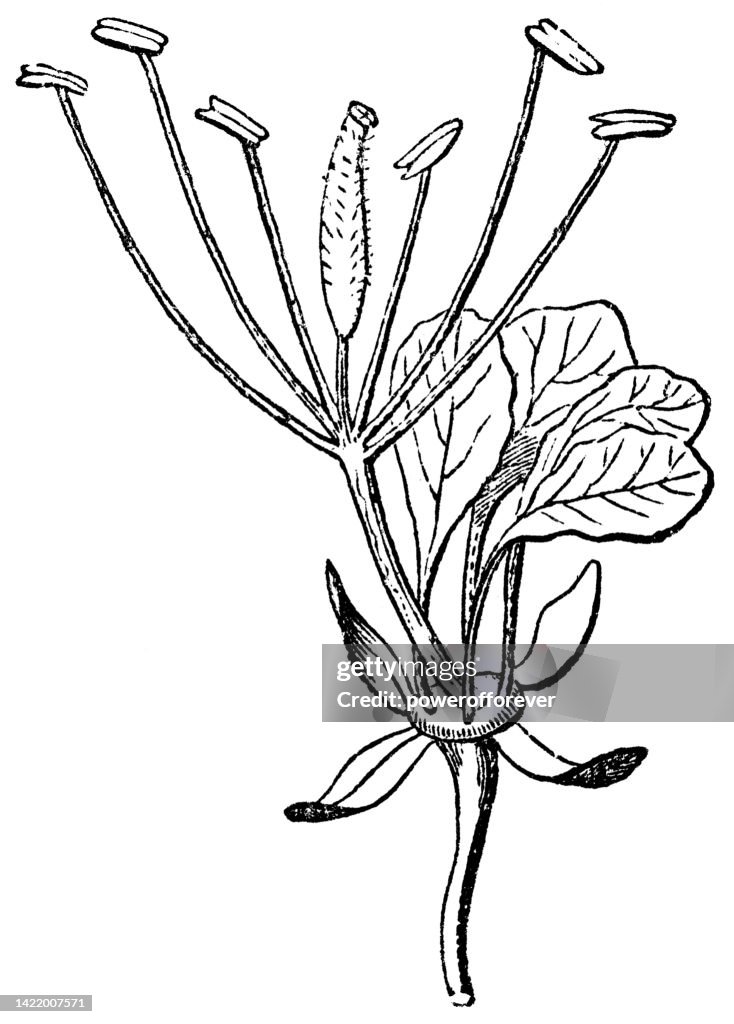 Spider Flower (Cleome) - 19th Century