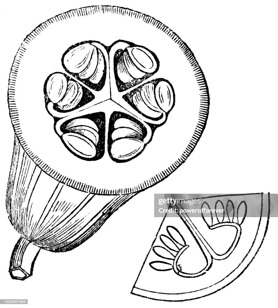 Squash Gourd (Cucurbita Pepo) Cross Section and Carpel Segment - 19th Century