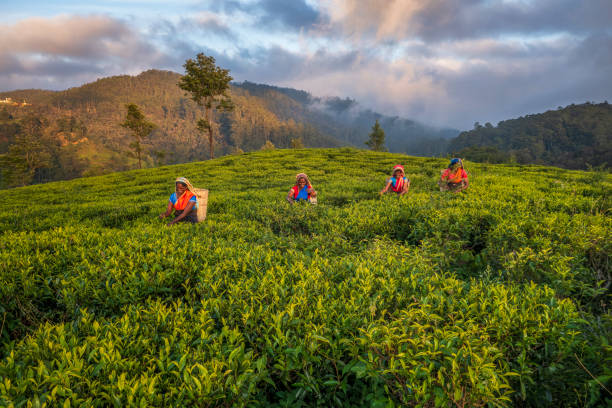tamil women plucking tea leaves on plantation, ceylon - leaf green tea stock pictures, royalty-free photos & images