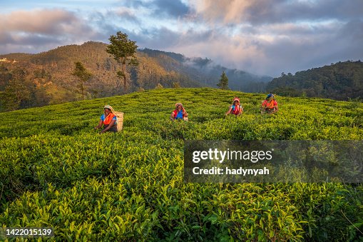 Tamil women plucking tea leaves on plantation, Ceylon Tamil women plucking tea leaves on plantation, Ceylon