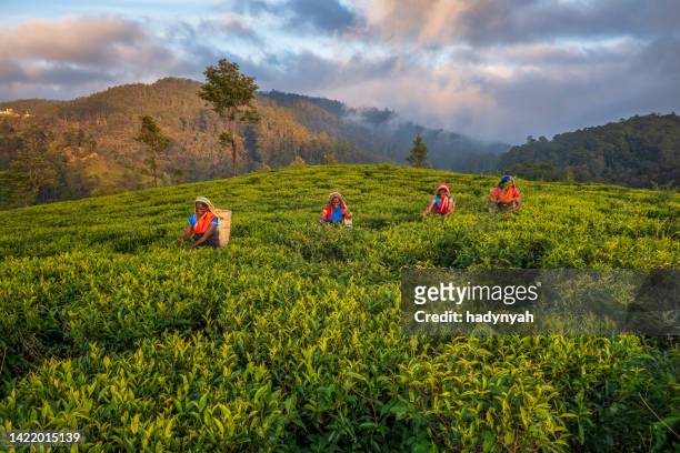 tamil women plucking tea leaves on plantation, ceylon - sri lanka 個照片及圖片檔