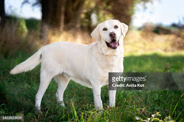 labrador retriever on a walk in a meadow - labrador retriever stockfoto's en -beelden
