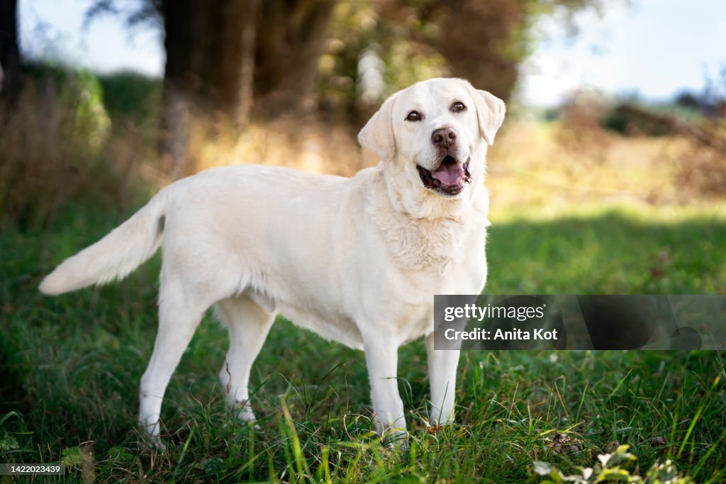 Labrador retriever on a walk in a meadow