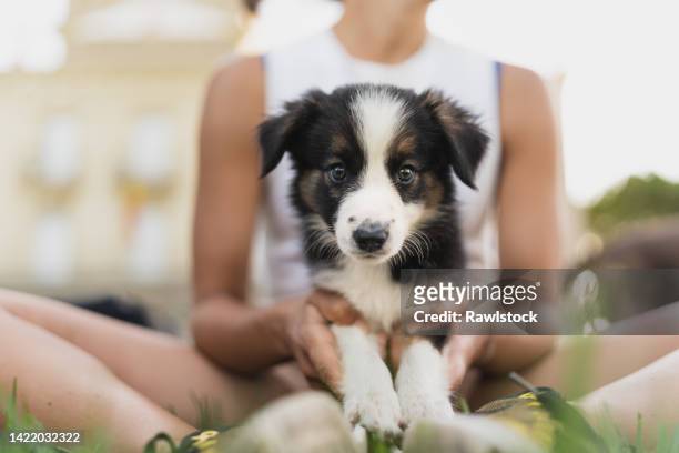 portrait of a border collie puppy sitting with his owner in the park - border collie stock-fotos und bilder