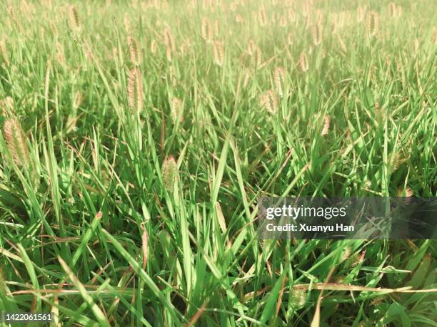 meadow with fresh grass - fountain grass stock pictures, royalty-free photos & images