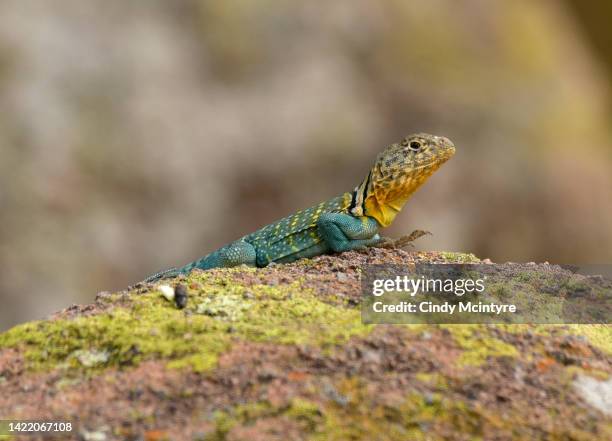 eastern collared lizard - crotaphytidae stock pictures, royalty-free photos & images