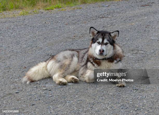 2022 08 01 furry large malamute at rest - homer alaska stockfoto's en -beelden