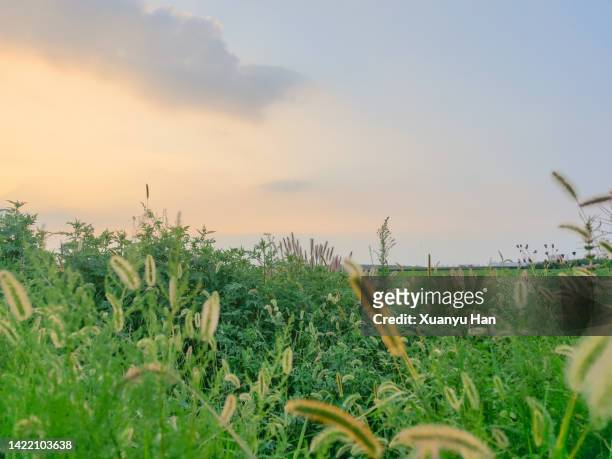 green landscape under sunset - adelfilla enana fotografías e imágenes de stock
