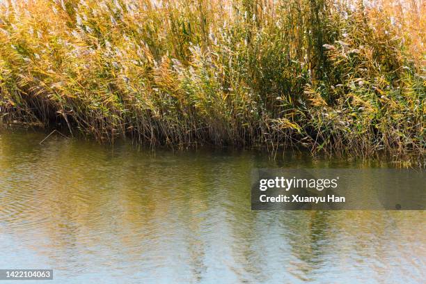 tall grass against the backdrop of a lake - vass gräsfamiljen bildbanksfoton och bilder
