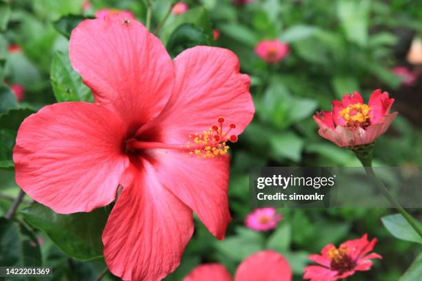 hibiscus flower - hibiscus petal stock pictures, royalty-free photos & images