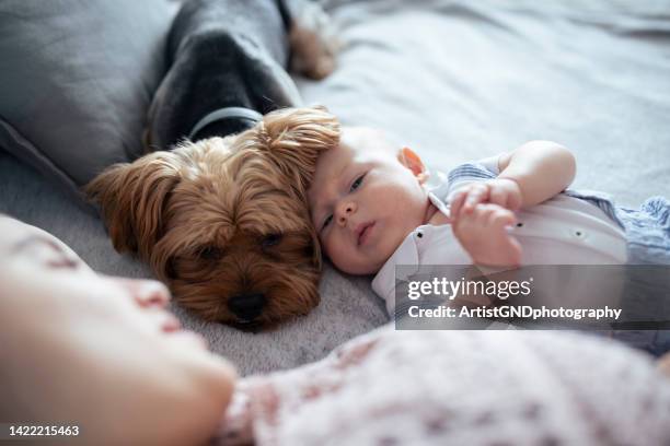 madre e bambino a casa con cane da compagnia. - pet clothing foto e immagini stock