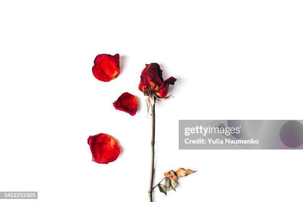 dried red roses isolated on white background. - verwelkt stock-fotos und bilder