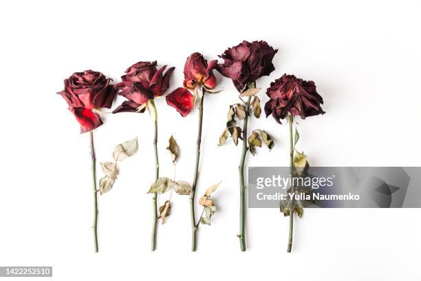 dried red roses isolated on white background. - fiori appassiti foto e immagini stock
