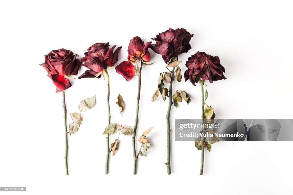 Dried red roses isolated on white background.