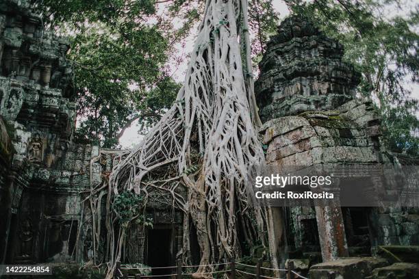 close-up of the roots of a large tree breaking through the ankor wat temple in cambodia - angkor wat stock pictures, royalty-free photos & images