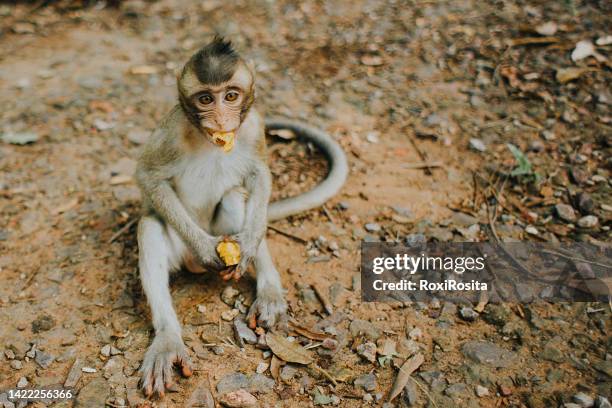 nice monkey eating fruit - ape eating banana stockfoto's en -beelden