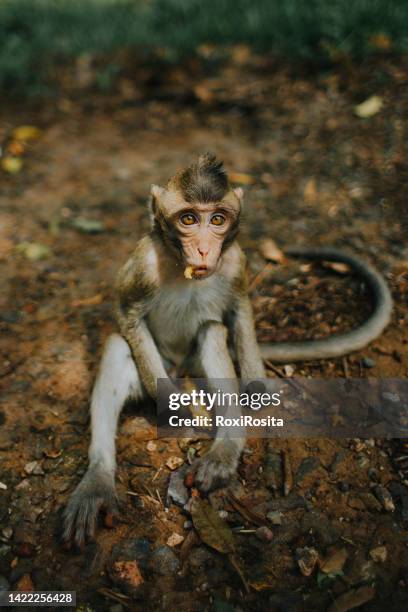 nice monkey eating fruit - ape eating banana stock pictures, royalty-free photos & images