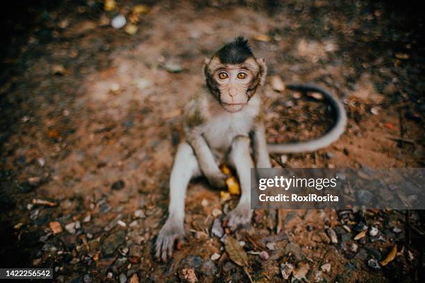 nice monkey eating fruit - ape eating banana stock pictures, royalty-free photos & images
