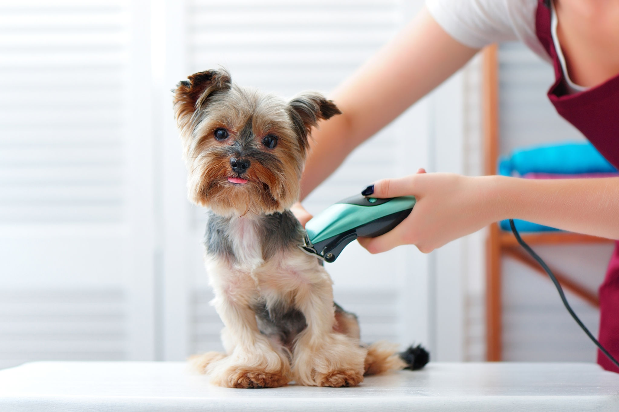 dog styling