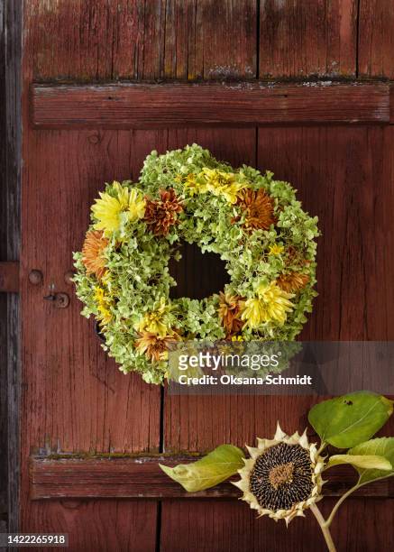 beautiful handmade wreath of yellow, orange chrysanthemums and green hydrangea flowers hanging on an old rustic wooden door. - hydrangea lifestyle stockfoto's en -beelden