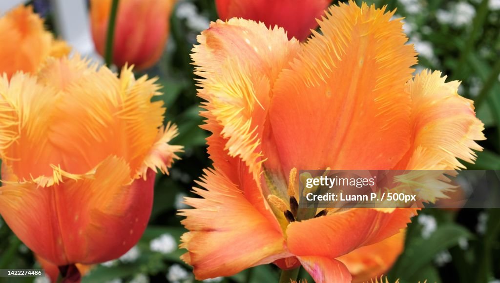 Close-up of orange flowering plant,The Butchart Gardens,Canada