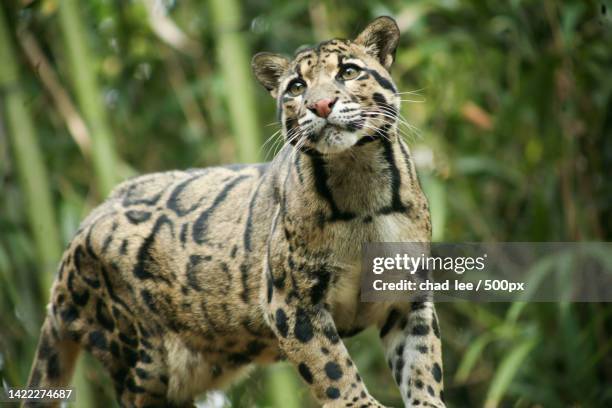 portrait of tiger standing on field,nashville,tennessee,united states,usa - clouded leopard stock pictures, royalty-free photos & images