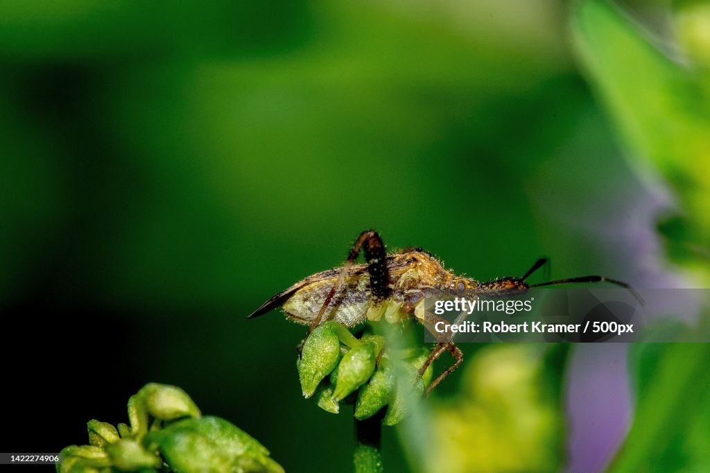 Labombom Insect Closeup Of Insect On Plant La Bagh Woods United States Usa High-Res ...